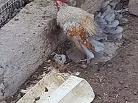 Chickens — الصورة 2