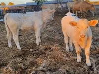 雄牛, Charolais cattle — 写真 8
