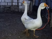 Geese — 写真 5