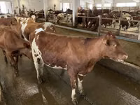 Sapi, Ayrshire — foto 4