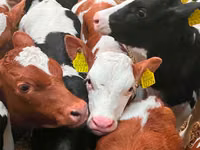 Cattle (batch, sex not specified), Russian Black pied cattle — photo 4