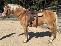 Jument, Haflinger — photo 4