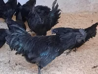 Ayam Cemani — photo 1