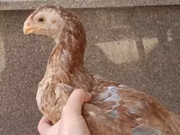 Chickens — foto 4