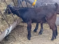 Kambing jantan, Damask goat — foto 5