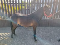 Cheval, Chevaux — photo 2