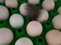 Chickens — الصورة 1