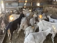 Goats (batch, sex not specified), Goats — photo 2