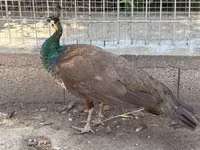 Chickens — 写真 6
