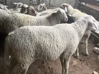 Widder, Assaf sheep — Foto 3