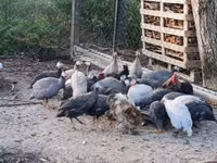 Guinea fowl — 写真 2