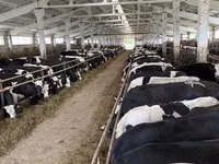 Kuh, Yaroslavl cattle — Foto 4