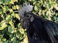 Ayam Cemani — photo 1