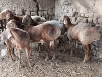 Domba jantan, Arashan sheep — foto 8