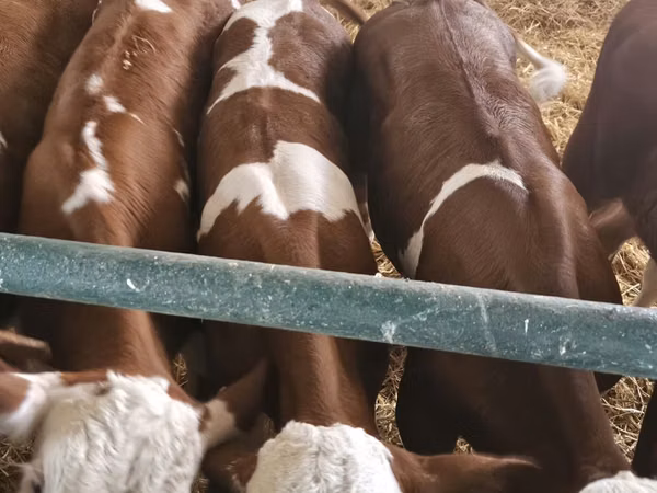 雄牛, Simmental cattle