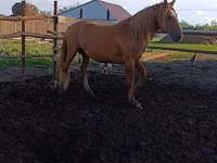 Caballo, Kushum Horse — foto 1