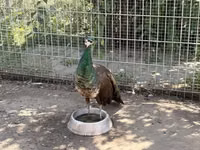 Chickens — 写真 5