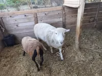 Widder, Cameroon sheep — Foto 2