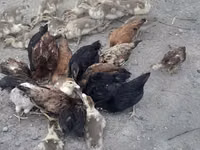 Chickens — Foto 7