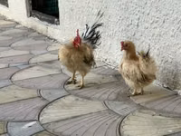 Chickens — Foto 3