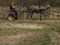 Hengst, Rocky Mountain Horse — Foto 2