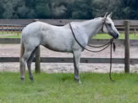 Yegua, Quarter Horse — foto 2