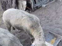 Domba jantan, Ile-de-France sheep — foto 5