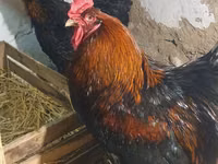 Brahma — Foto 1