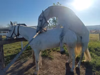 فرس, Orlov Trotter — الصورة 3