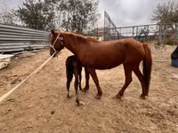 فرس, Kazakh horse — الصورة 1