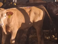 أبقار (دفعة، الجنس غير محدد), Simmental cattle — الصورة 8