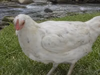 Chickens — Foto 2