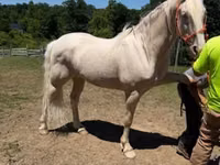 雄馬, Kentucky mountain daddle horse — 写真 1