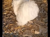 Silkie — photo 5