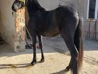 Caballo, Friesian — foto 1