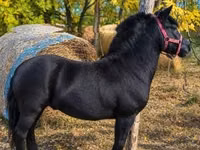 Caballo, Caballos — foto 1