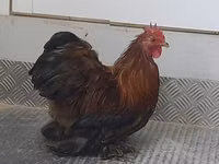 Pekin-Zwerg — Foto 5