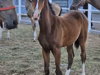 Kuda jantan, Akhal-Teke — foto 2