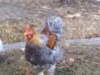 Brahma — photo 2