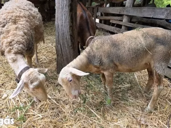 نعجة, Lacaune sheep