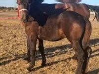 حصان, Percheron — الصورة 5