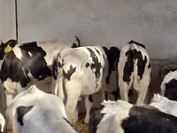 雄牛, Russian Black pied cattle — 写真 1