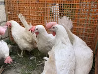 Leghorn — photo 3