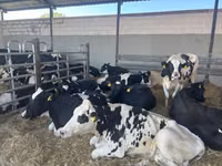 Vache, Race Holstein — photo 1