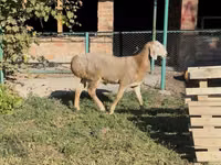 Carnero, Arashan sheep — foto 5