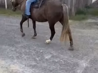 Caballo, Rocky Mountain Horse — foto 8