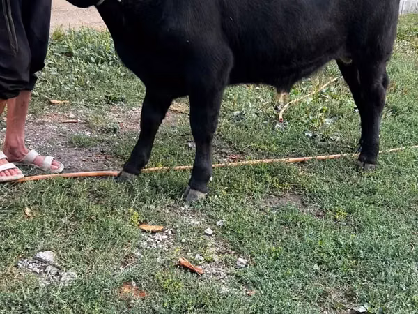 Bulle, Aberdeen-Angus