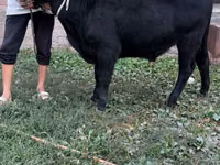 Toro, Aberdeen-Angus — foto 5