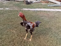 Chickens — photo 2