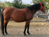 Yegua, Caballos — foto 3